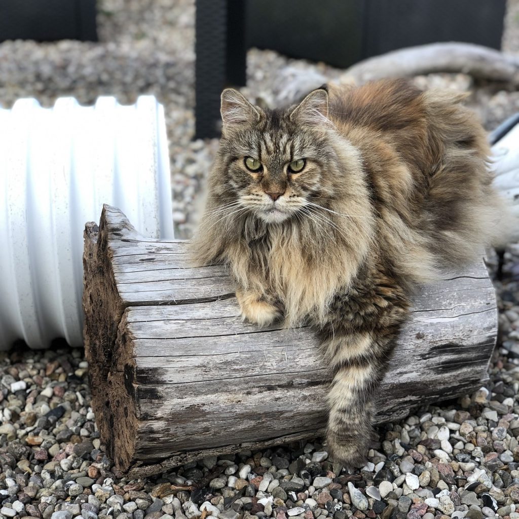 maine coon, cat, outdoors-7396340.jpg