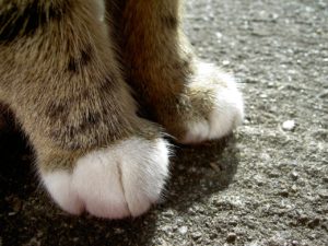 cat, feet, foot-2564131.jpg